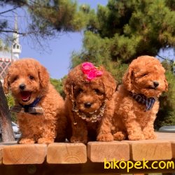 Toy Poodle Teacup Renk Renk Peluş Surat Yavrular 3