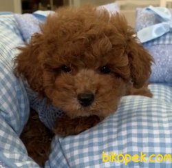Toy Poodle Teacup Safkan Yavrularımız Asili Belgeli Mikrocipli 1