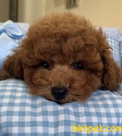 Toy Poodle Teacup Safkan Yavrularımız Asili Belgeli Mikrocipli 2