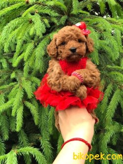 Toy Poodle Teacup Yavrular 3