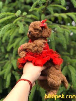 Toy Poodle Teacup Yavrular 4