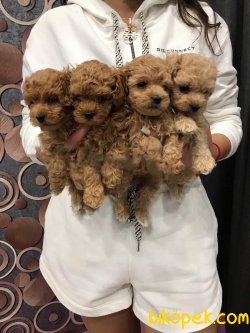 Toy Poodle Teacup Yavrular 2