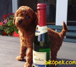 Toy Poodle Teacup Yavrular 1