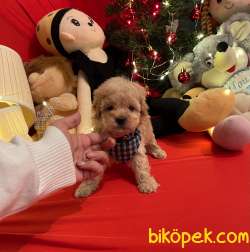 Toy Poodle Teacup Yavrular 3