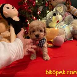 Toy Poodle Teacup Yavrular 4