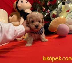 Toy Poodle Teacup Yavrular 2
