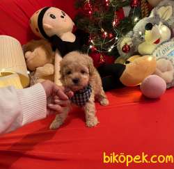 Toy Poodle Teacup Yavrular 1