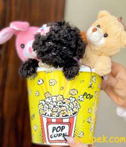 Toy Poodle Teacup Yavrular 3