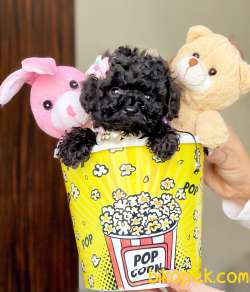 Toy Poodle Teacup Yavrular 2