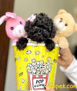 Toy Poodle Teacup Yavrular 4