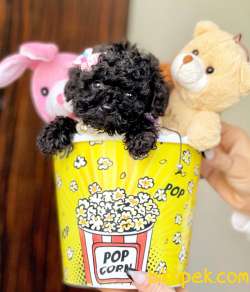 Toy Poodle Teacup Yavrular 1