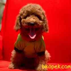 Toy Poodle Teacup Yavrular 2