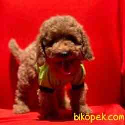 Toy Poodle Teacup Yavrular 3