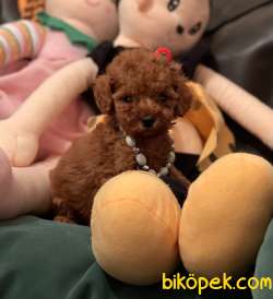 Toy Poodle Teacup Yavrular  Red Brown 3