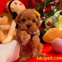 Toy Poodle Teacup Yavrularımız 3