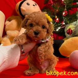 Toy Poodle Teacup Yavrularımız 2