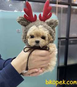 Toy Poodle Teacup Yavrularımız 1