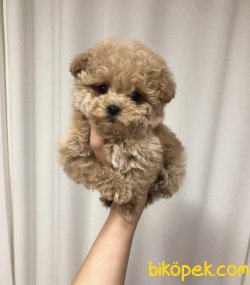 Toy Poodle Teacup Yavrularımız Her Renk 2