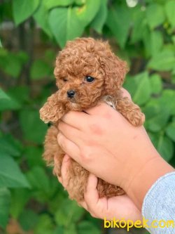 Toy Poodle Teacup Yavrularımız Her Renk 1