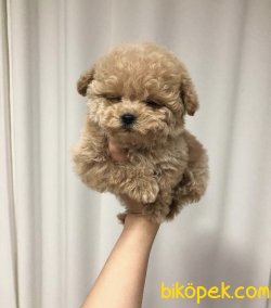 Toy Poodle Teacup Yavrularımız Her Renk 3