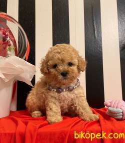 Toy Poodle Teacup Yavrularımız Her Renk Disi Erkek 2