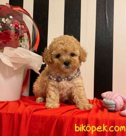 Toy Poodle Teacup Yavrularımız Her Renk Disi Erkek 3