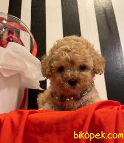 Toy Poodle Teacup Yavrularımız Her Renk Disi Erkek 4
