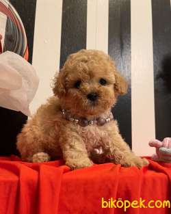 Toy Poodle Teacup Yavrularımız Her Renk Disi Erkek 1