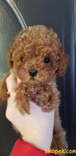 Toy Poodle Türkiye’nin En Güzel Yavruları 2