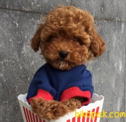 Toy Poodle Yavru 3