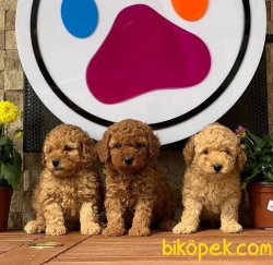 Toy Poodle Yavru 2