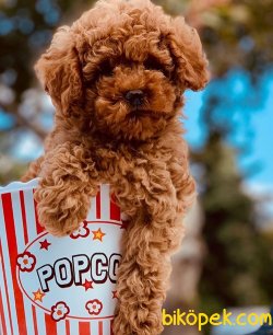 Toy Poodle Yavru 1