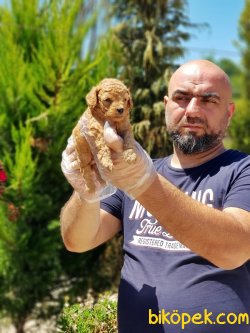 TOY POODLE YAVRU 5