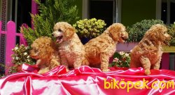 RED TOY POODLE YAVRULARIMIZ 4