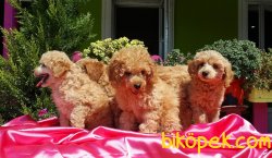 RED TOY POODLE YAVRULARIMIZ 1