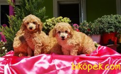 RED TOY POODLE YAVRULARIMIZ 3