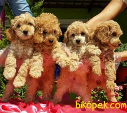 RED TOY POODLE YAVRULARIMIZ 5