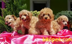 RED TOY POODLE YAVRULARIMIZ 2
