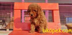 TOY POODLE YAVRU 2