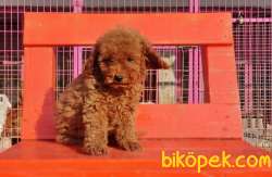 TOY POODLE YAVRU 4