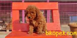 TOY POODLE YAVRU 3