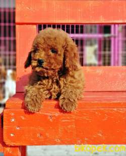 TOY POODLE YAVRU 1