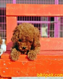 TOY POODLE YAVRU 5