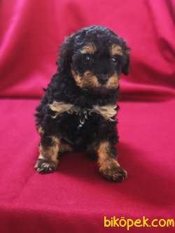 Toy Poodle Yavru 3