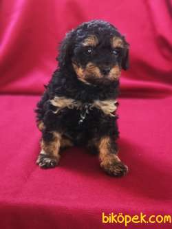 Toy Poodle Yavru 4