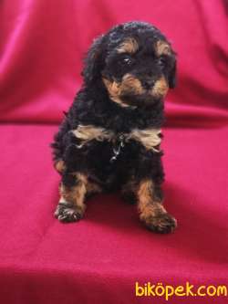 Toy Poodle Yavru 2