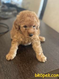 TOY POODLE YAVRU 3