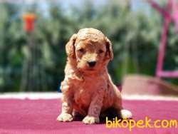 TOY POODLE YAVRU 4