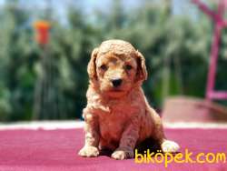 TOY POODLE YAVRU 1