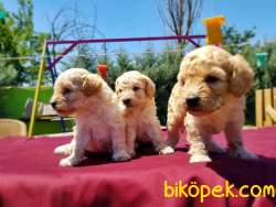 TOY POODLE YAVRU 5